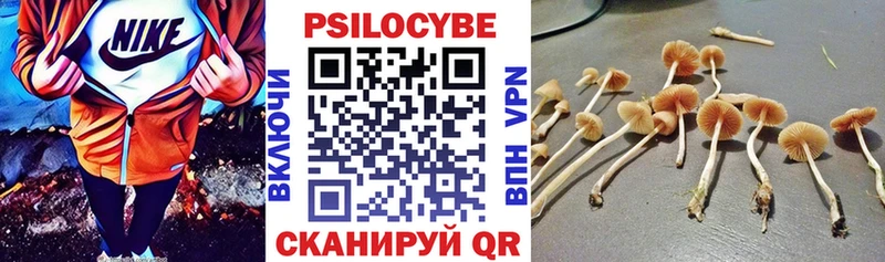 Купить  Рубцовск  Псилоцибиновые грибы Psilocybe 